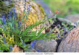 Attēlu rezultāti vaicājumam “Polygala amarella flower”