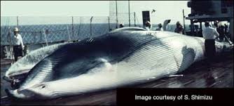 Image result for Balaenoptera omurai