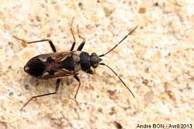 Image result for Rhyparochromus