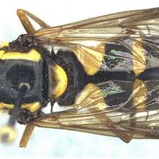 Attēlu rezultāti vaicājumam “Xanthogramma sp. male”