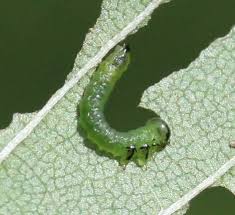 Attēlu rezultāti vaicājumam “Agrotis ripae larva”