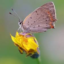 Attēlu rezultāti vaicājumam “Agrodiaetus damon underside”