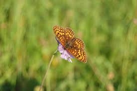 Attēlu rezultāti vaicājumam “Mellicta athalia”