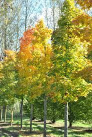 Attēlu rezultāti vaicājumam “Acer platanoides”