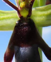 Attēlu rezultāti vaicājumam “Ophrys insectifera”