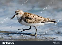 Image result for Calidris ruficollis