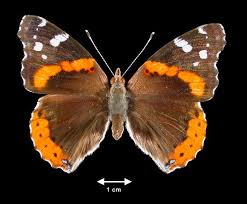 Attēlu rezultāti vaicājumam “Vanessa atalanta underside”
