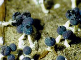 Attēlu rezultāti vaicājumam “Physaraceae”