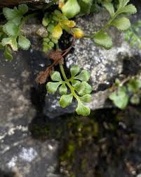 Attēlu rezultāti vaicājumam “Grimmia pulvinata sporophyte”