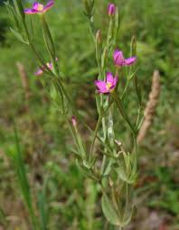Attēlu rezultāti vaicājumam “Centaurium littorale”