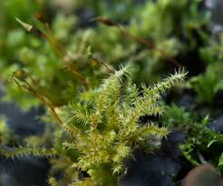 Attēlu rezultāti vaicājumam “Hygroamblystegium varium sporophyte”