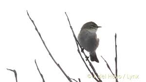 Attēlu rezultāti vaicājumam “Phylloscopus trochilus”