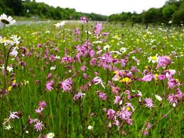 Image result for Lychnis flos-cuculi