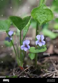 Attēlu rezultāti vaicājumam “Viola mirabilis”