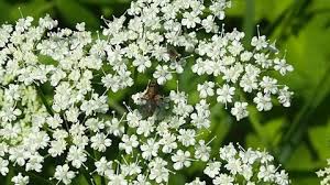 Attēlu rezultāti vaicājumam “Galium rivale fruit”