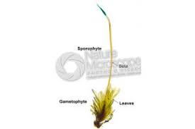 Attēlu rezultāti vaicājumam “Tortula truncata sporophyte”