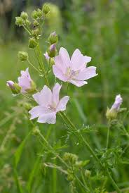 Image result for Malva moschata