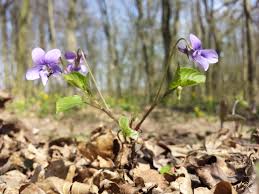 Attēlu rezultāti vaicājumam “Viola reichenbachiana”