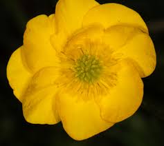 Attēlu rezultāti vaicājumam “Ranunculus bulbosus”