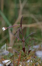 Attēlu rezultāti vaicājumam “Epilobium palustre fruit”