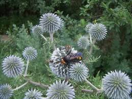 Image result for Echinops spaerocephalus