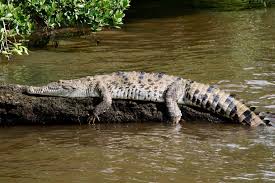 Image result for Crocodylus acutus