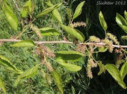 Attēlu rezultāti vaicājumam “Morus alba”