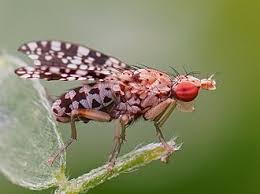 Attēlu rezultāti vaicājumam “Trypetoptera punctulata”