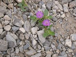 Attēlu rezultāti vaicājumam “Arcyria incarnata young”