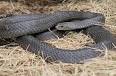 Eastern Brown Snake (Pseudonaja textilis) | Australian Venom ...