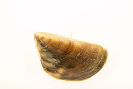 Attēlu rezultāti vaicājumam “Dreissena polymorpha”