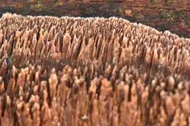 Attēlu rezultāti vaicājumam “Ceriporiopsis resinascens”