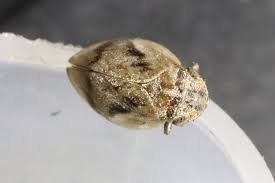 Attēlu rezultāti vaicājumam “Lepyronia coleoptrata”