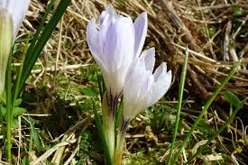 Attēlu rezultāti vaicājumam “Crocus vernus subsp. vernus”