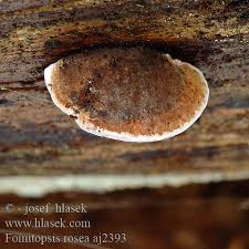 Attēlu rezultāti vaicājumam “Fomitopsis rosea”