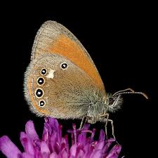 Attēlu rezultāti vaicājumam “Coenonympha glycerion underside”