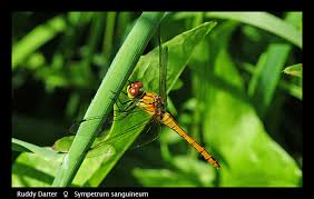 Attēlu rezultāti vaicājumam “Sympetrum sanguineum female”