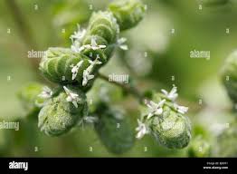 Image result for Majoran