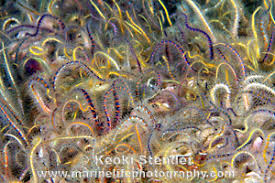 Attēlu rezultāti vaicājumam “Ophiotheca sp.”