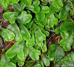 Attēlu rezultāti vaicājumam “Conocephalum conicum”