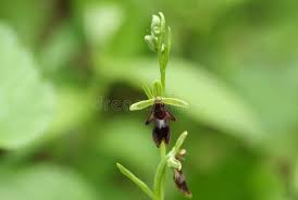 Attēlu rezultāti vaicājumam “Ophrys insectifera leaf”
