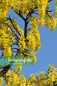 Attēlu rezultāti vaicājumam “Laburnum alpinum flower”