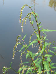 Attēlu rezultāti vaicājumam “Persicaria hydropiper”