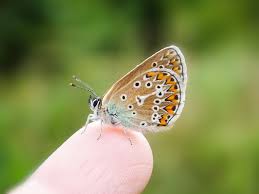 Attēlu rezultāti vaicājumam “Eumedonia eumedon”