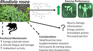 Attēlu rezultāti vaicājumam “Rhodiola rosea”
