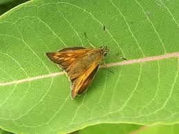 Attēlu rezultāti vaicājumam “Ochlodes sylvanus”