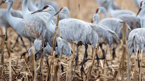 Attēlu rezultāti vaicājumam “Gruiformes”