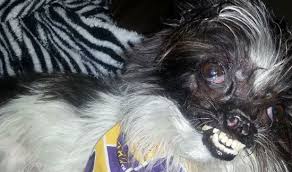 Image result for ugliest dog