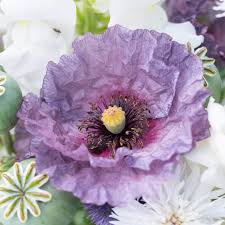 Image result for Papaver rhoeas 'Shirley'