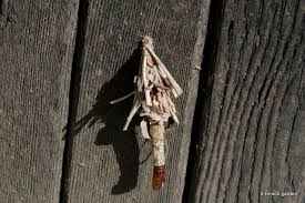 Attēlu rezultāti vaicājumam “Canephora hirsuta”